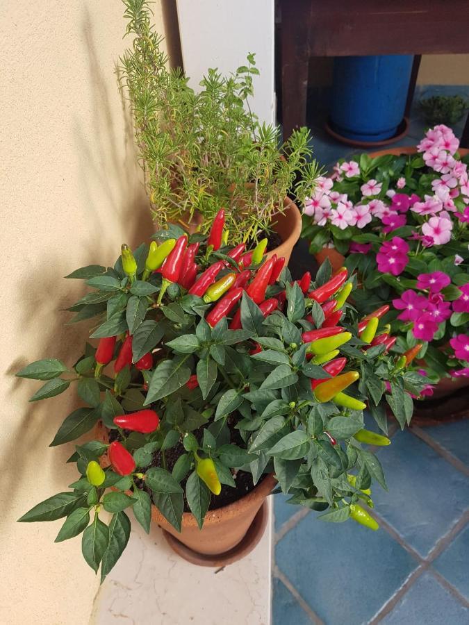 B&B Il Vicolo Di Pizzo Zewnętrze zdjęcie